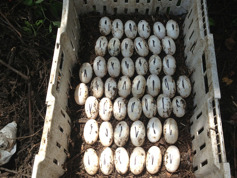 Alligator Eggs Marked For Transport To Alligator Farms