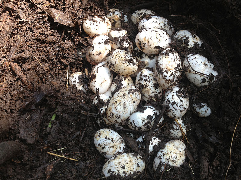 Alligator Eggs In The Nest