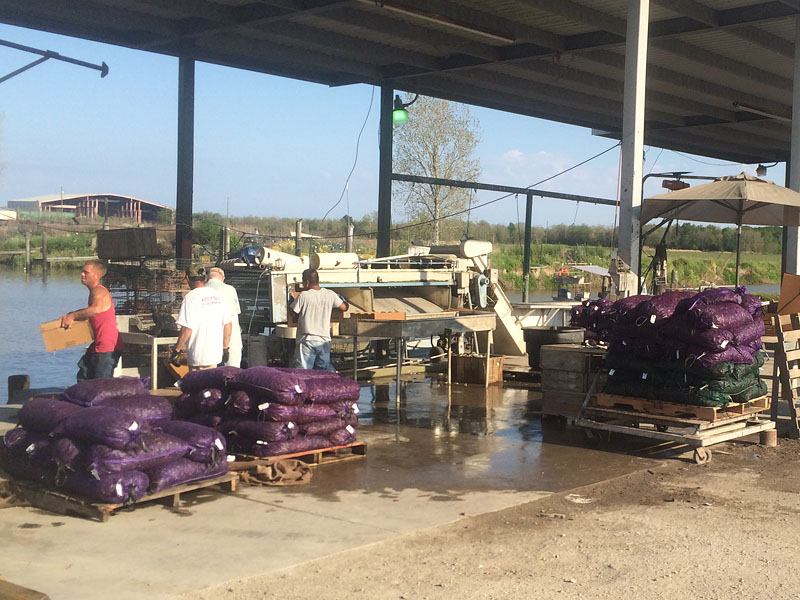 Grading Machine & Graded Crawfish Ready For Delivery