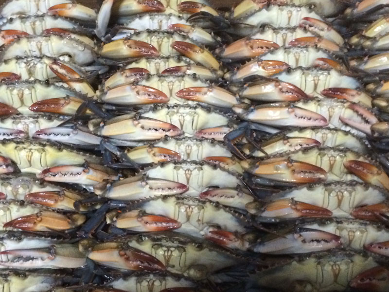 Softshell Crabs - Our Specialty! Females with Orange Tips, Males with White Tips