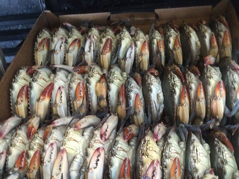 St. Mary Seafood's Boxed Soft Shell Crabs